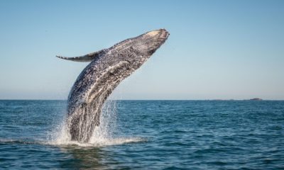 Whale Moves $1 Billion Worth of Bitcoins, Pays Only $600 as Transaction Fee