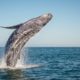 Whale Moves $1 Billion Worth of Bitcoins, Pays Only $600 as Transaction Fee